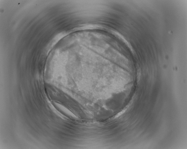 X0000078301417200611251457