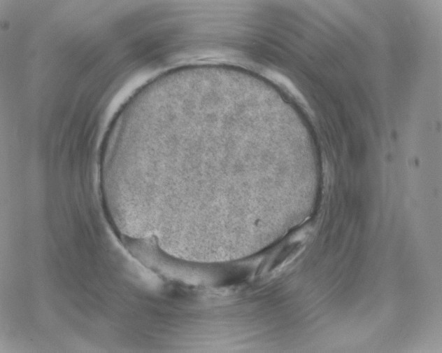 X0000078301424200611251457