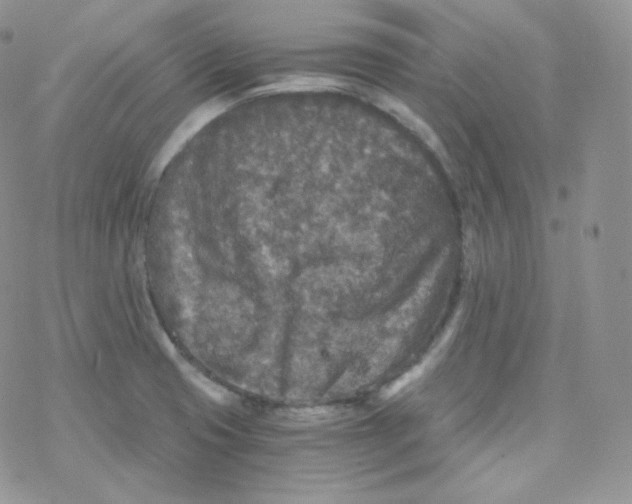 X0000078301425200611251457