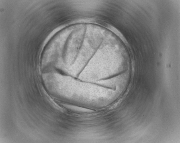 X0000078301436200611251457