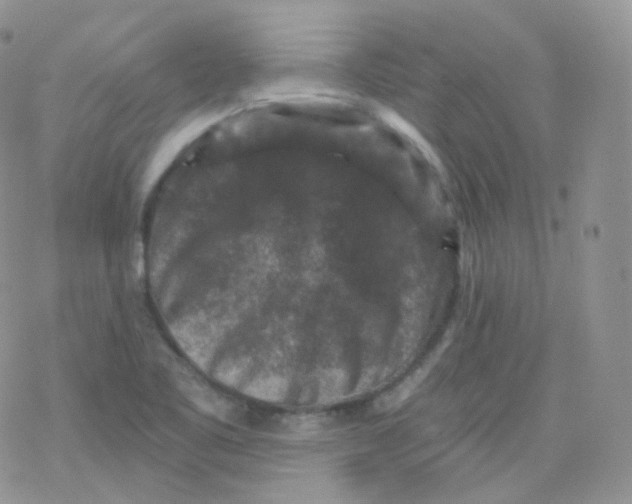 X0000078301461200611251456