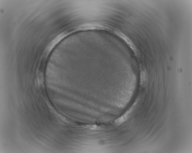 X0000078301465200611251456