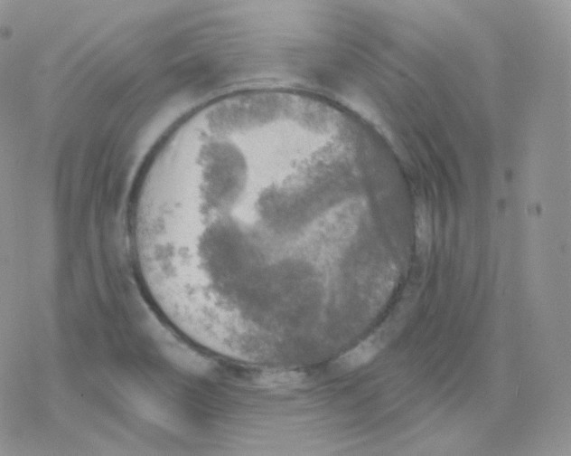 X0000078301466200611251456