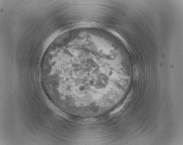 X0000078301467200611251456