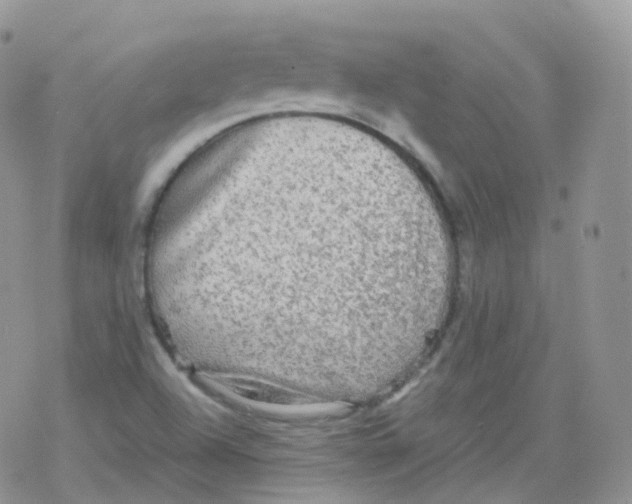 X0000078301504200611251455