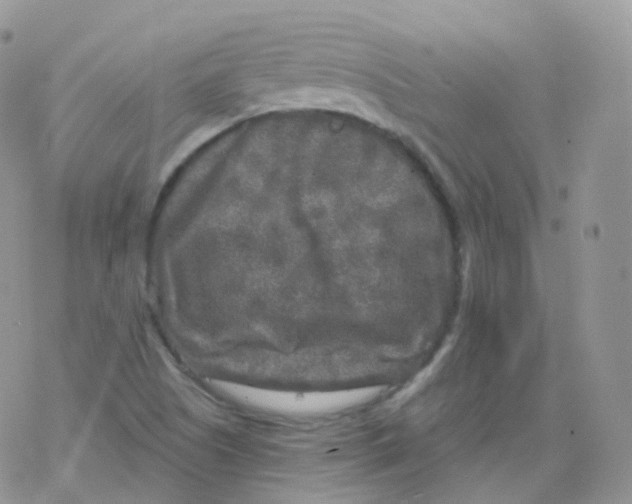 X0000078301505200611251455