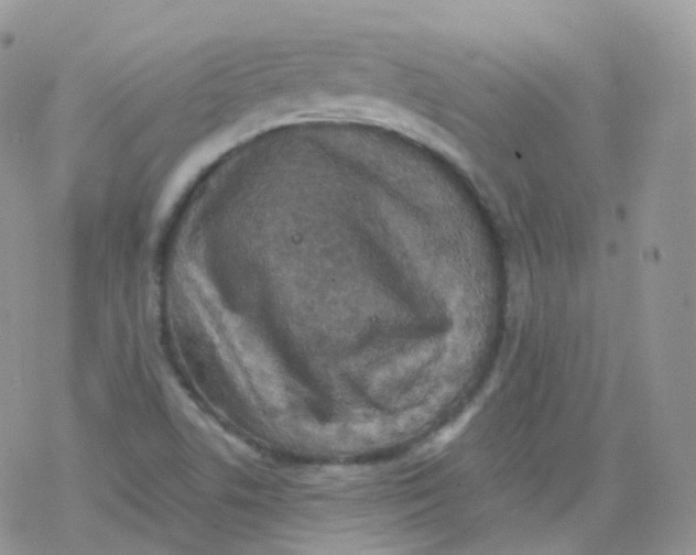 X0000078301506200611251455