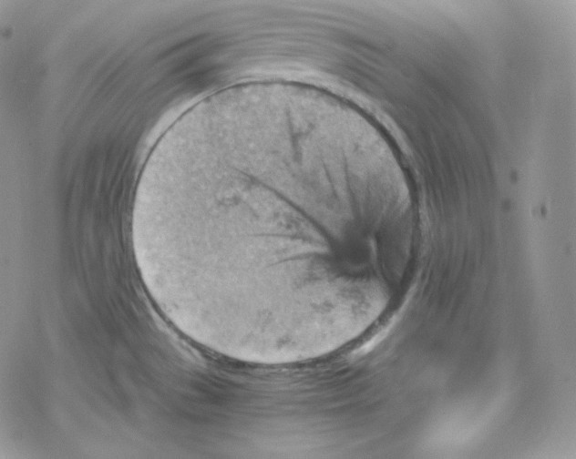 X0000078301529200611251456