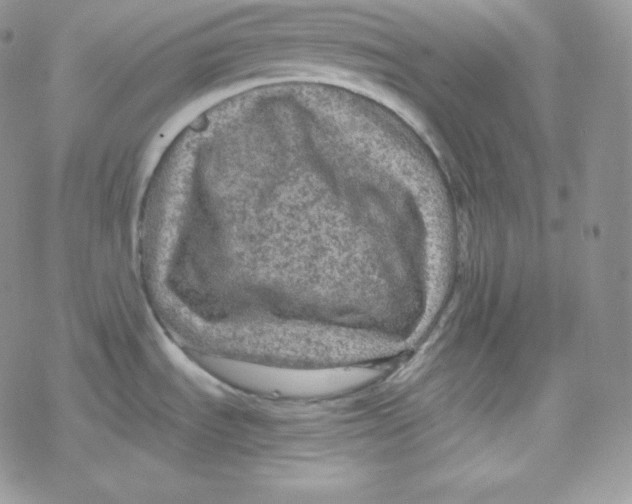 X0000078301535200611251456