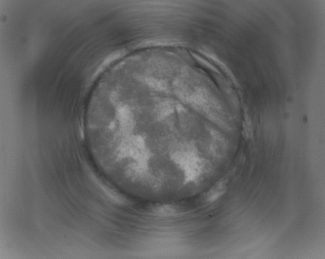 X0000078300062200612011845