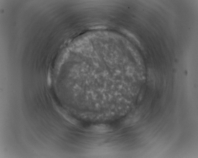 X0000078300069200612011845