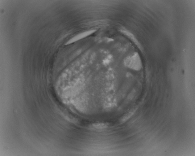 X0000078300161200612011843