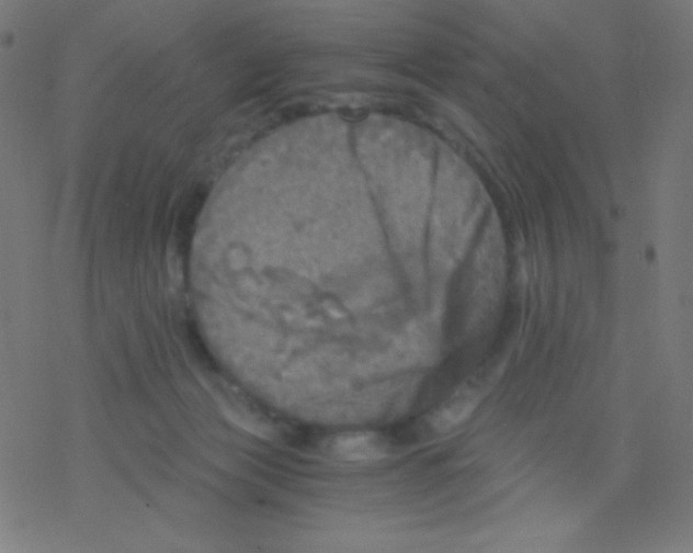 X0000078300173200612011843