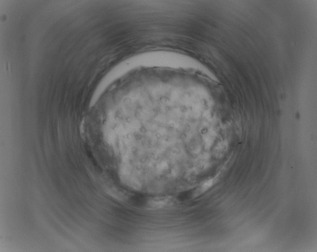 X0000078300175200612011843