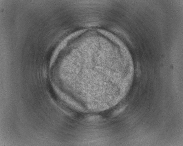 X0000078300210200612011843