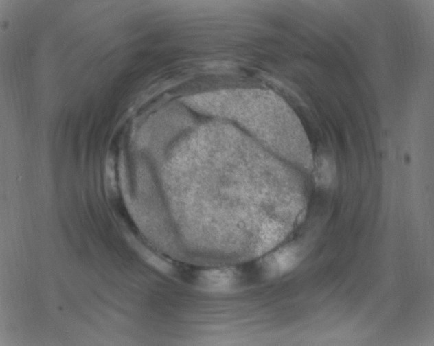 X0000078300238200612011842