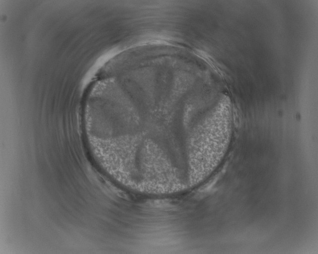 X0000078300244200612011841