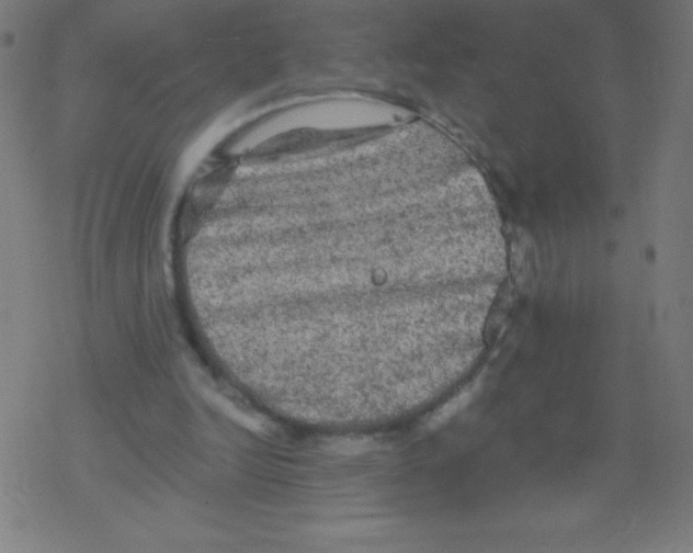 X0000078300246200612011841