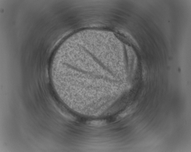 X0000078300251200612011842