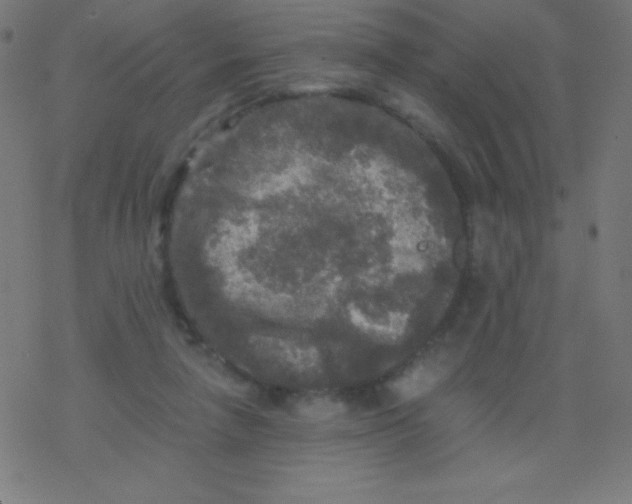 X0000078300258200612011842