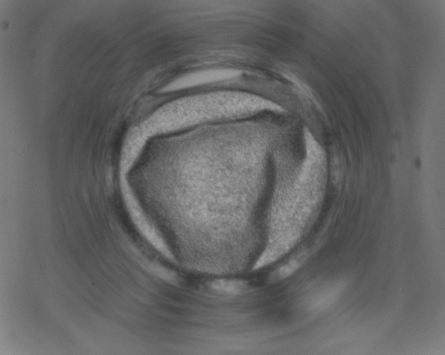 X0000078300261200612011842