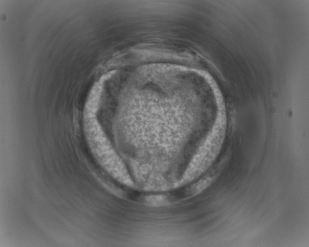 X0000078300265200612011842