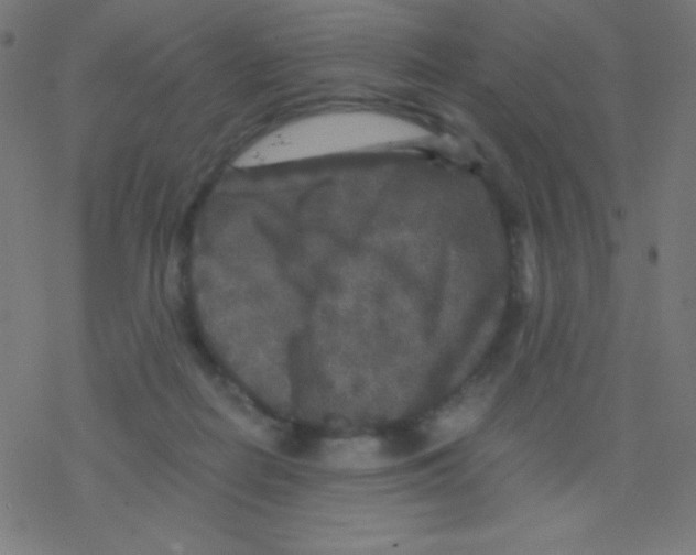 X0000078300266200612011842