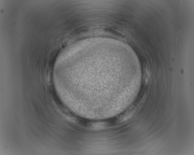 X0000078300268200612011842