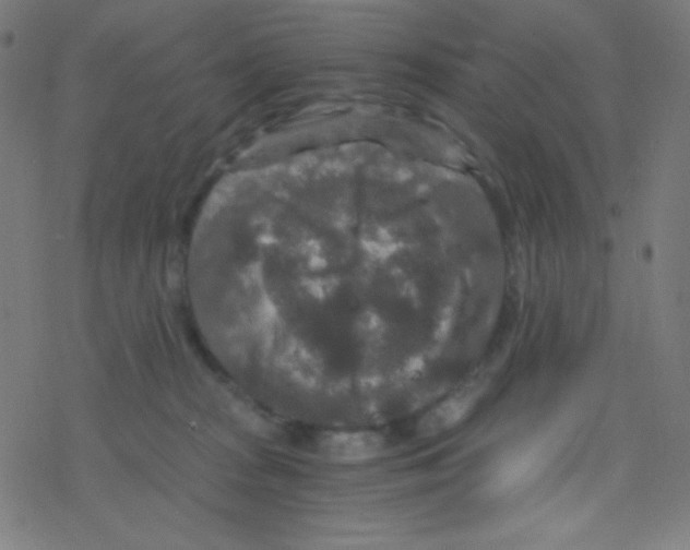 X0000078300277200612011842