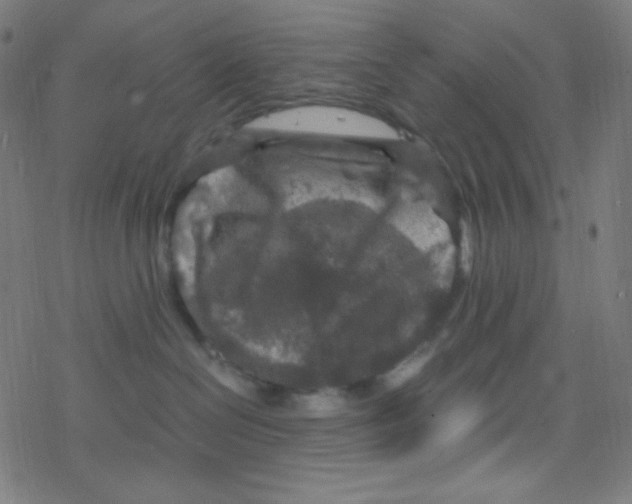 X0000078300286200612011842