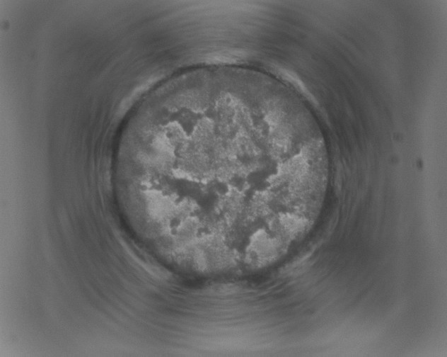 X0000078300299200612011841