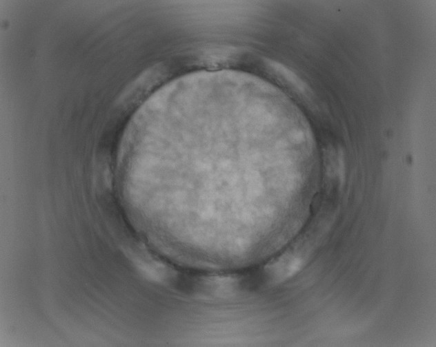 X0000078300313200612011841