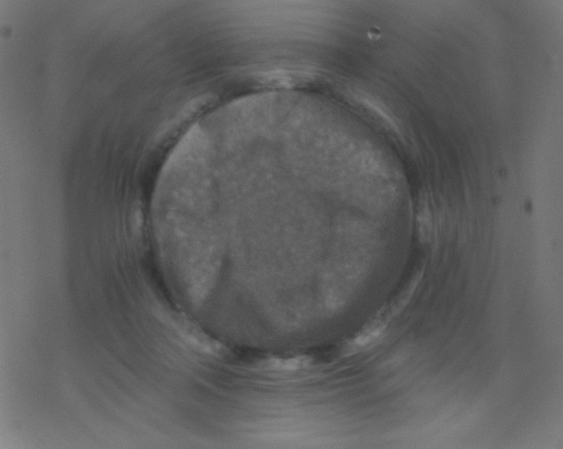 X0000078300314200612011841