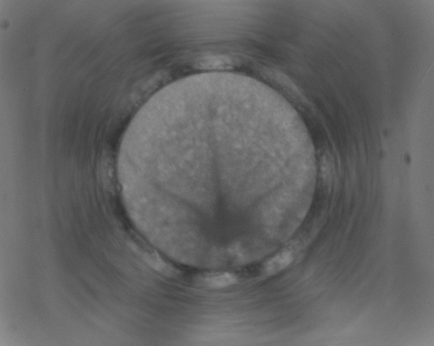 X0000078300322200612011841