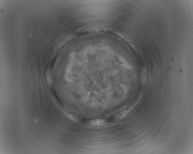 X0000078300335200612011841