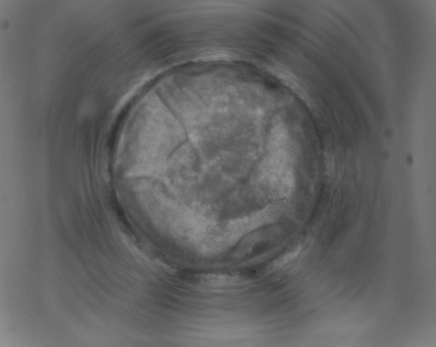 X0000078300347200612011840