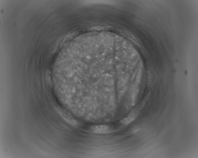 X0000078300361200612011840