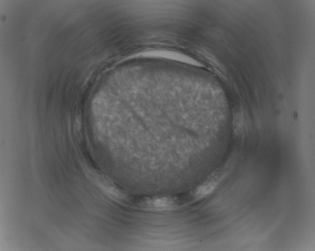 X0000078300365200612011840