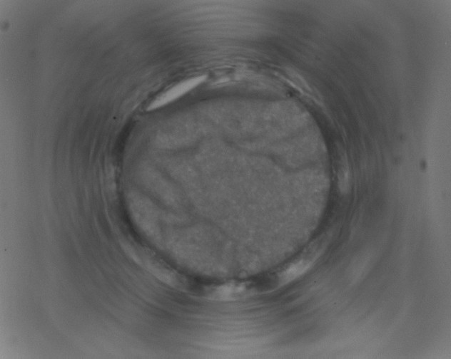 X0000078300366200612011840