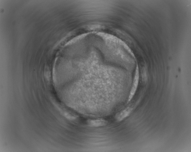 X0000078300372200612011840