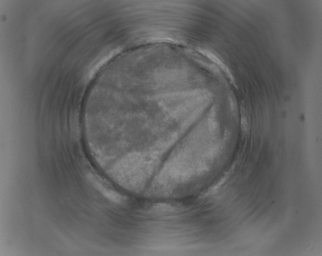 X0000078300390200612011840