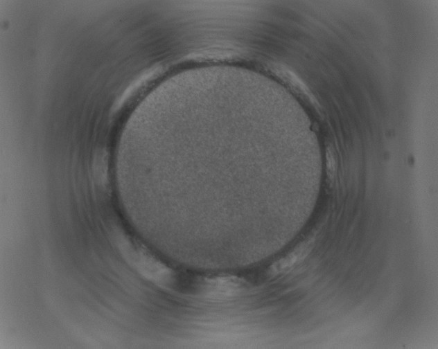 X0000078300396200612011840