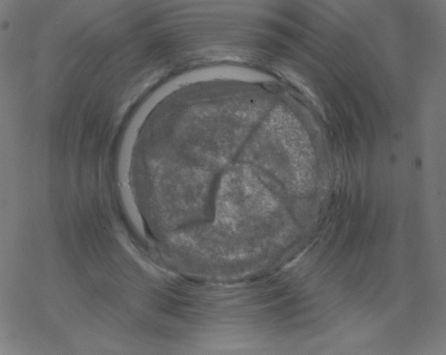 X0000078300398200612011840