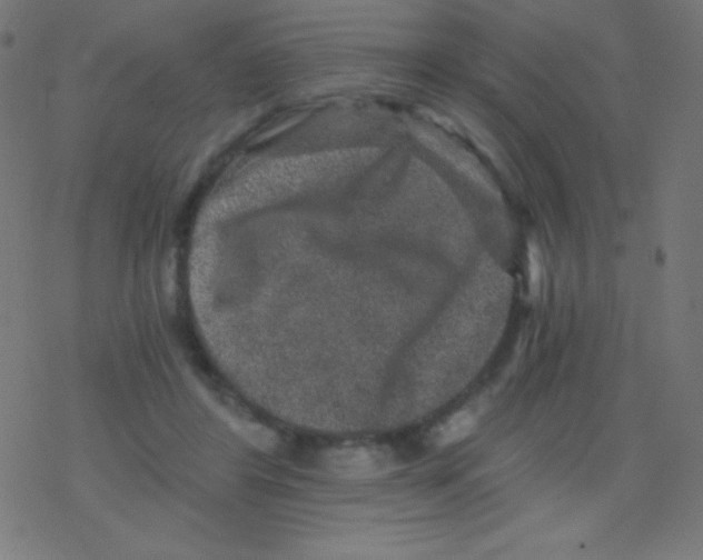 X0000078300404200612011840