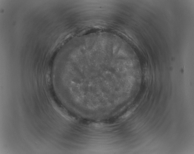 X0000078300408200612011839