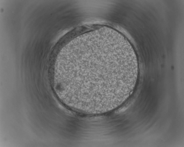 X0000078300433200612011838