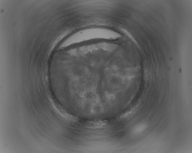 X0000078300443200612011838