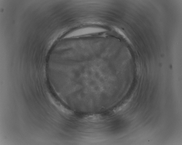 X0000078300447200612011839