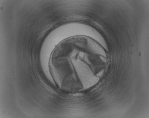 X0000078300452200612011839