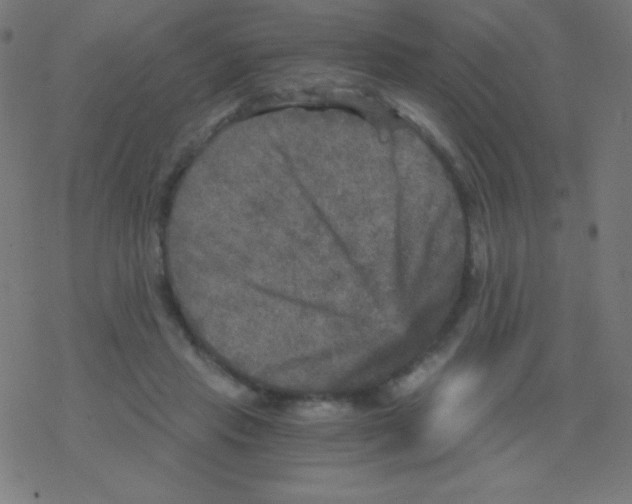 X0000078300453200612011839